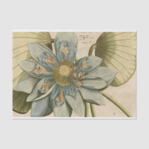 Papel De Seda Flor azul Lotus en un fondo tan simple con escritu