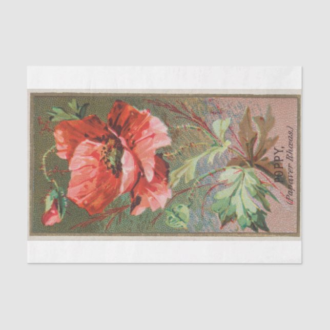Papel De Seda Flor de amapola clásica de época (Anverso)