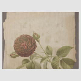 Papel De Seda Flor de amapola en descomposición angustiada