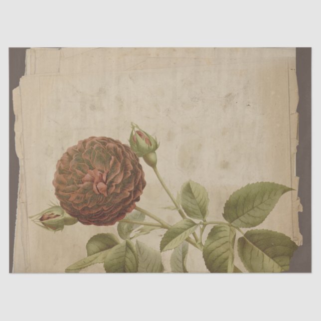 Papel De Seda Flor de amapola en descomposición angustiada (Anverso)