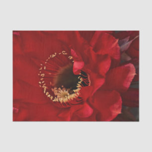 Papel De Seda Flor de cactus de Firelight