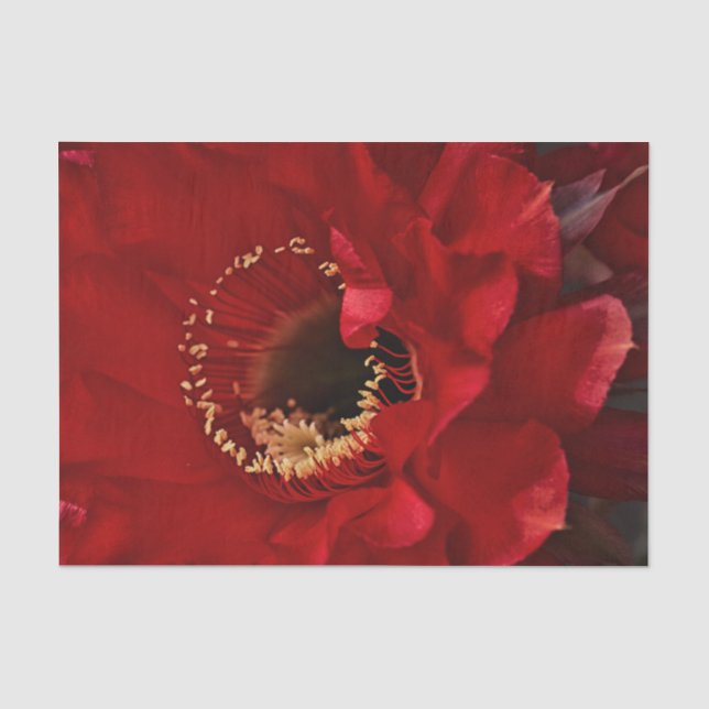 Papel De Seda Flor de cactus de Firelight (Anverso)