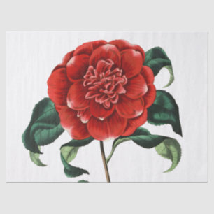 Papel De Seda Flor de Camelia Roja Vintage