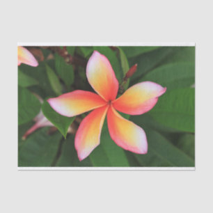 Papel De Seda Flor de Frangipani