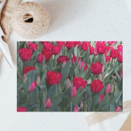Papel De Seda Flor de jardín tulipán rojo