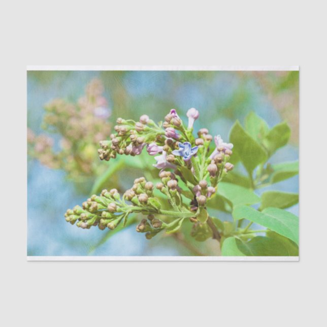 Papel De Seda Flor de Lilac - Primus Inter Pares (Anverso)