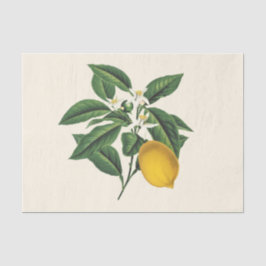 Papel De Seda Flor de limón botánico vintage
