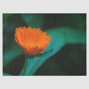 Papel De Seda flor de margarita naranja