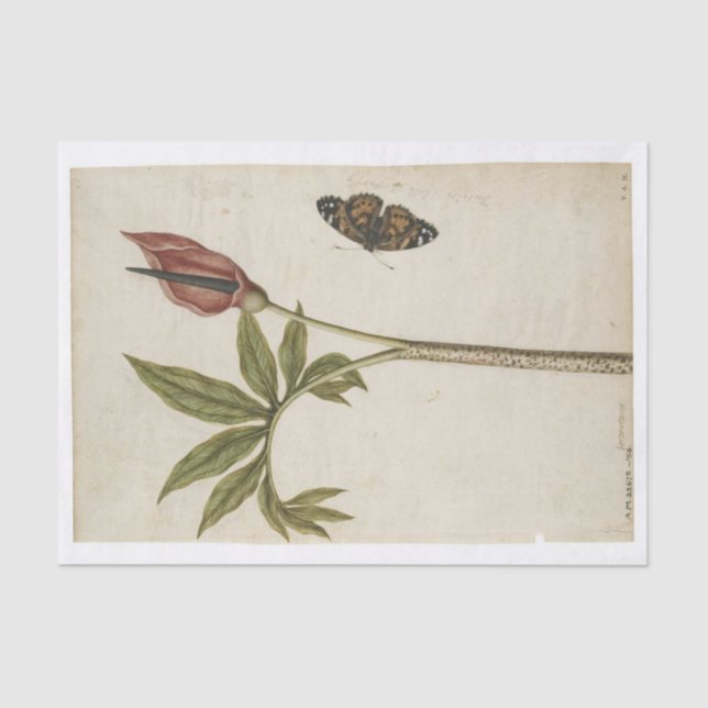 Papel De Seda Flor de ron Dragon y mariposa de Tortoiseshell (Anverso)