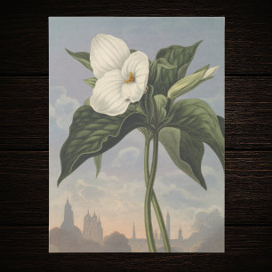 Papel De Seda Flor de Trillium Blanca al Estilo del Templo de Fl