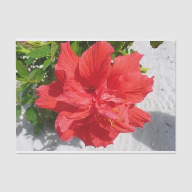 Papel De Seda Flor doble roja hibiscus (Anverso)