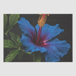 Papel De Seda Flor Hibiscus azul en flor,