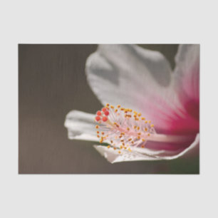 Papel De Seda Flor Hibiscus Tropical Rosa y Blanca Hawaii