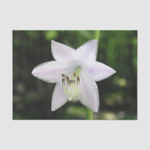 Papel De Seda Flor Hosta Blanca