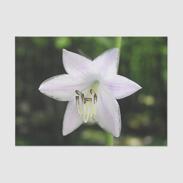 Papel De Seda Flor Hosta Blanca (Anverso)