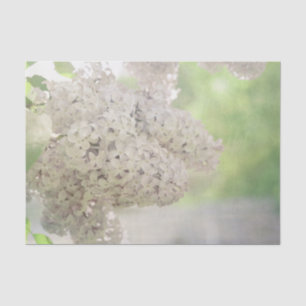 Papel De Seda Flor Lilac Blanquecino Blanco País Botánico