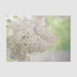 Papel De Seda Flor Lilac Blanquecino Blanco País Botánico