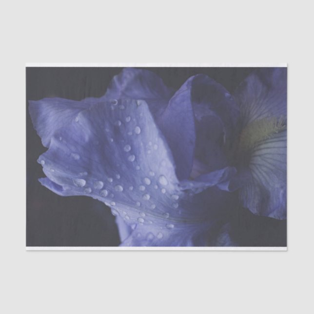 Papel De Seda Flor morada Rosa (Anverso)