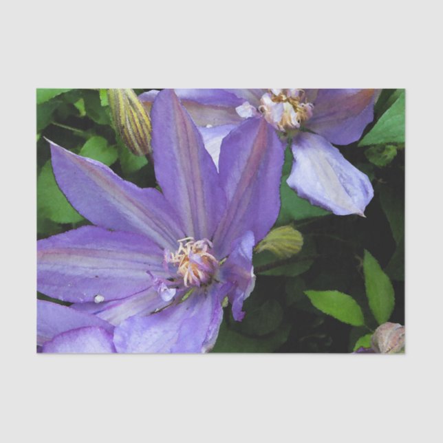 Papel De Seda Flor púrpura Decoupage de la correhuela (Anverso)