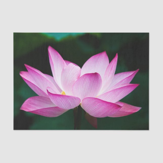 Papel De Seda Flor rosa Lotus (Anverso)