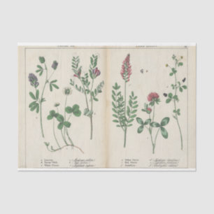 Papel De Seda Flor silvestre rosa y verde