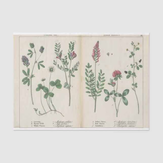 Papel De Seda Flor silvestre rosa y verde (Anverso)