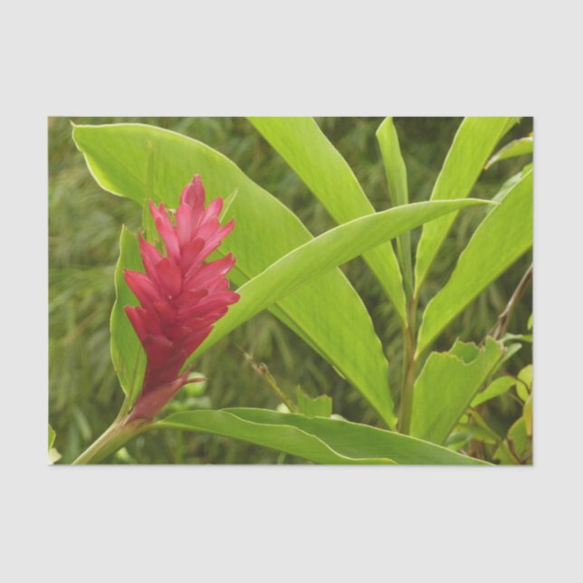 Papel De Seda Flor tropical Hibiscus rosa (Anverso)