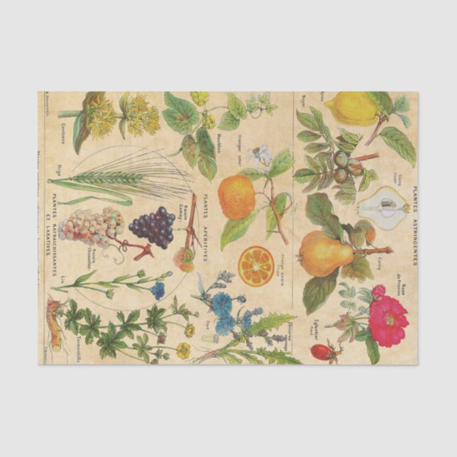 Papel De Seda Flora y frutas de época (Anverso)