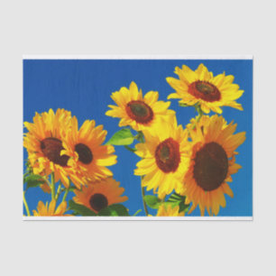 Papel De Seda Floración de los girasoles