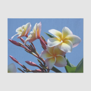 Papel De Seda Floraciones llamativas del Frangipani del Plumeria