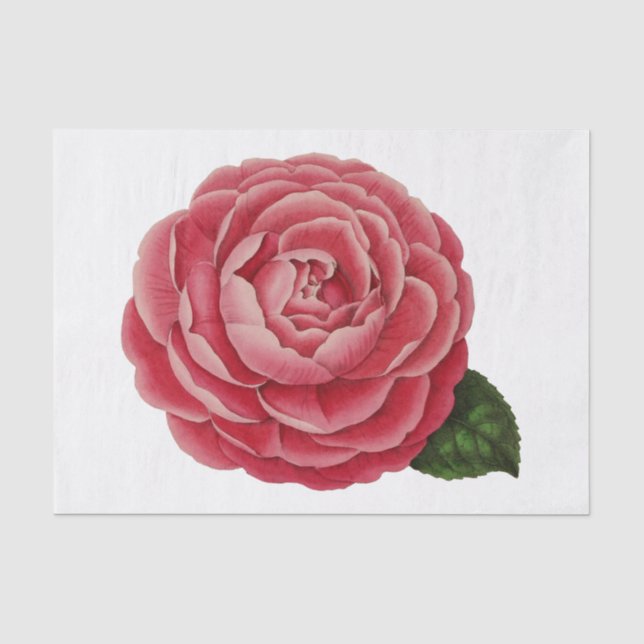 Papel de seda floral de flor de camelia #1 (Anverso)