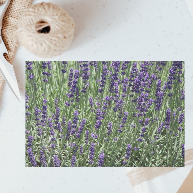Papel De Seda Floral de los campos de lavanda morada (In Situ)