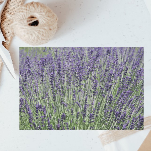 Papel De Seda Floral de los campos de lavanda morada (In Situ)