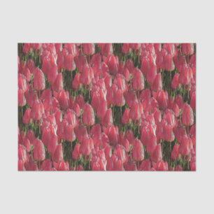 Papel De Seda Floral de tulipanes rosados