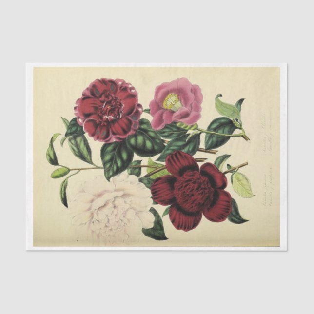 Papel De Seda Floral Ephemera Decoupage Burgundy Pink Rubor (Anverso)
