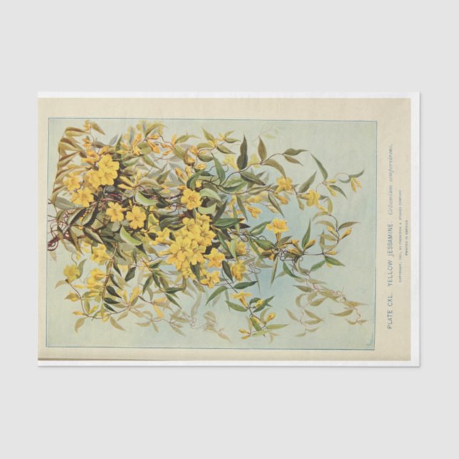 Papel De Seda Floral Ephemera Decoupage Jasmine Sunflowers (Anverso)