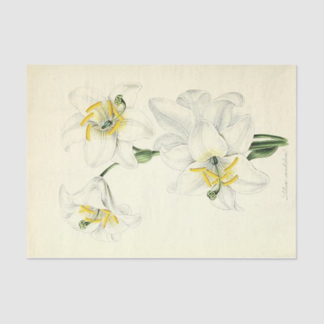Papel De Seda Floral Ephemera Decoupage White Lily (Anverso)