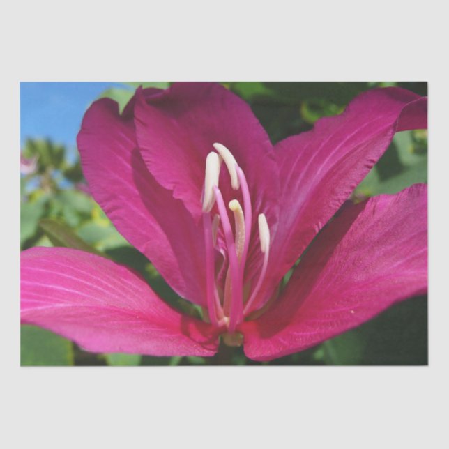 Papel De Seda Floral tropical (Anverso)