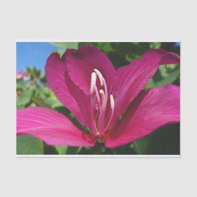 Papel De Seda Floral tropical (Anverso)