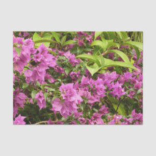 Papel De Seda Floral Tropical Morada Bougainvillea