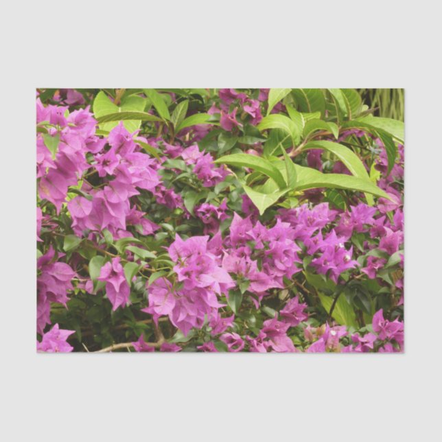 Papel De Seda Floral Tropical Morada Bougainvillea (Anverso)