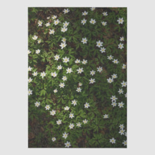 Papel De Seda Flores blancas de primavera en el bosque