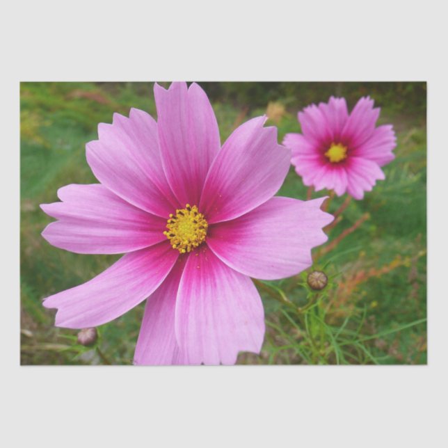 Papel De Seda Flores Cosmos rosadas Flores silvestres (Anverso)