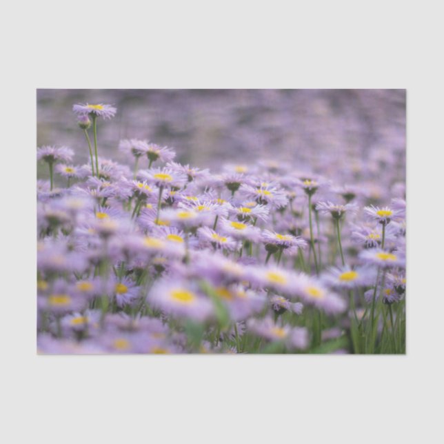 Papel De Seda Flores de Aster Púrpura (Anverso)