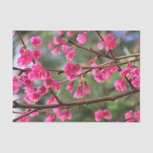 Papel De Seda Flores de cerezo (Anverso)