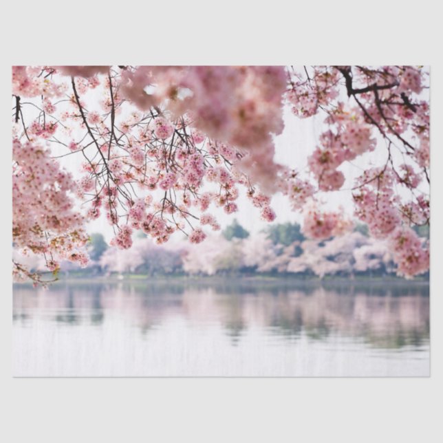 Papel De Seda Flores de cerezo (Anverso)