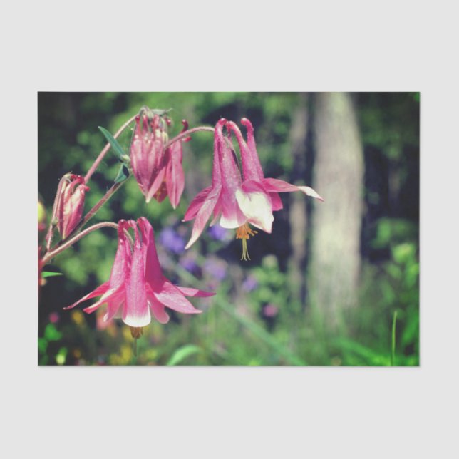 Papel De Seda Flores De Columbina Rosada Cierra La Descomposició (Anverso)