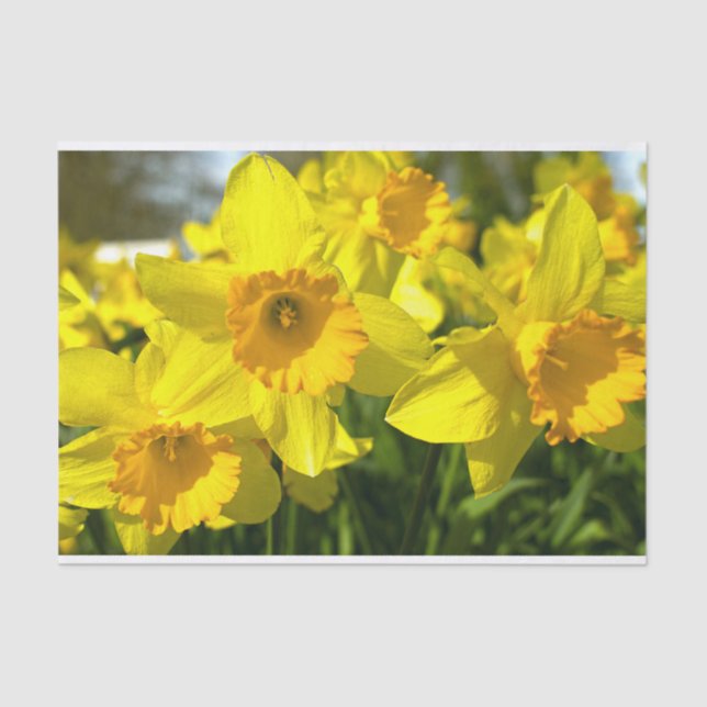 Papel De Seda Flores de Daffodil Amarillas (Anverso)