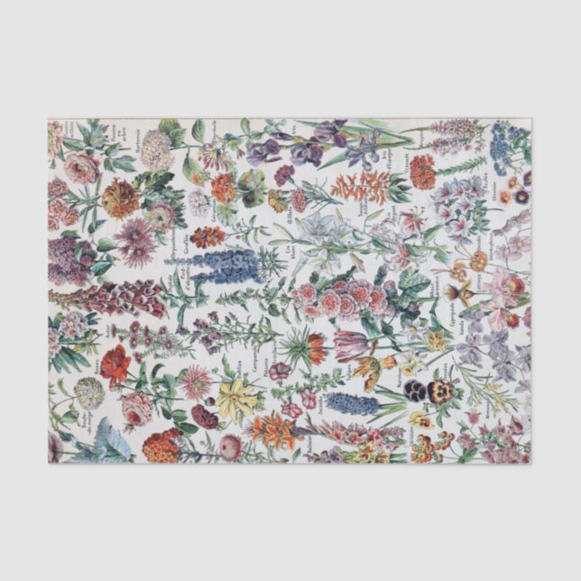 Papel De Seda Flores de la época francesa Adolphe Millot (Anverso)