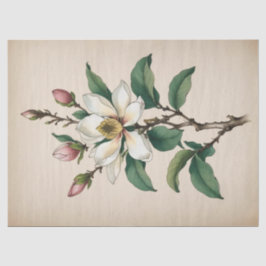 Papel De Seda Flores de Magnolia